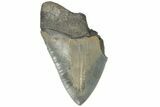 Partial, Fossil Megalodon Tooth - Sharply Serrated #170338-1